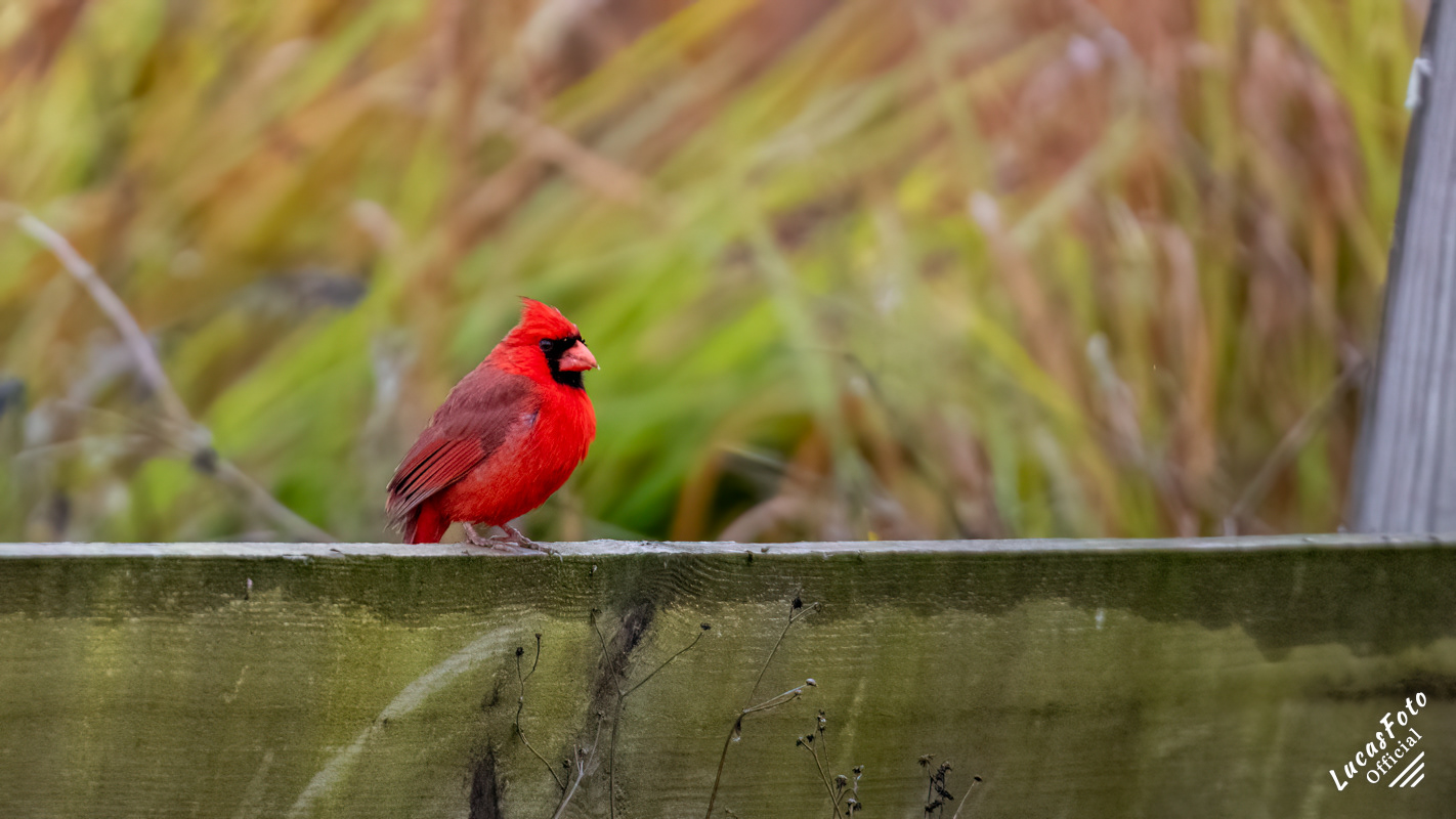 Northern Cardinal