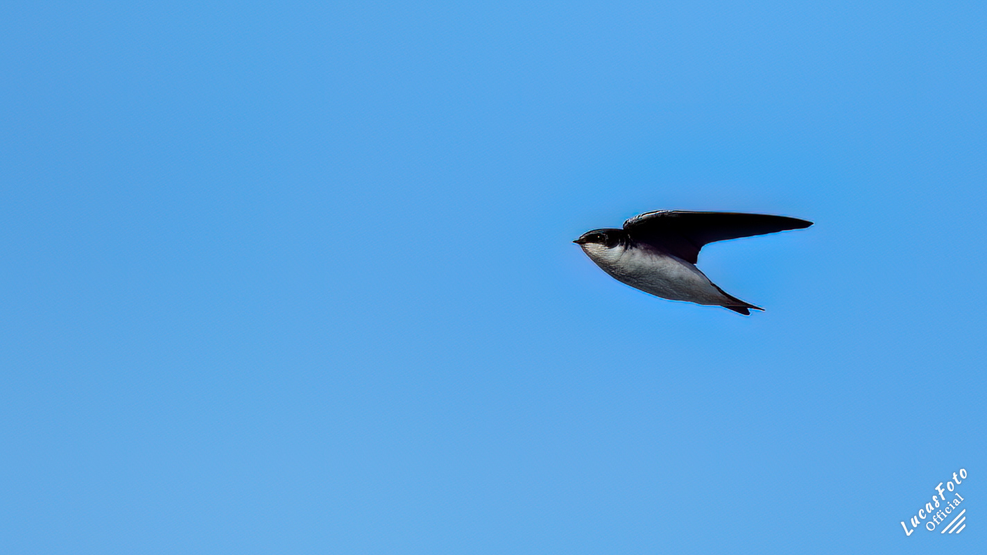 Tree Swallow