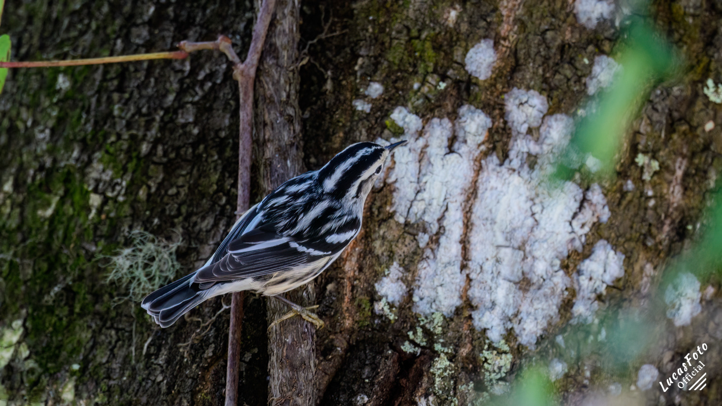 Black-and-white Warbler