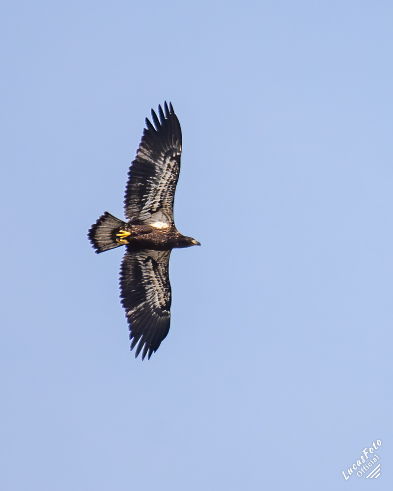 Juvenile Bald Eagle