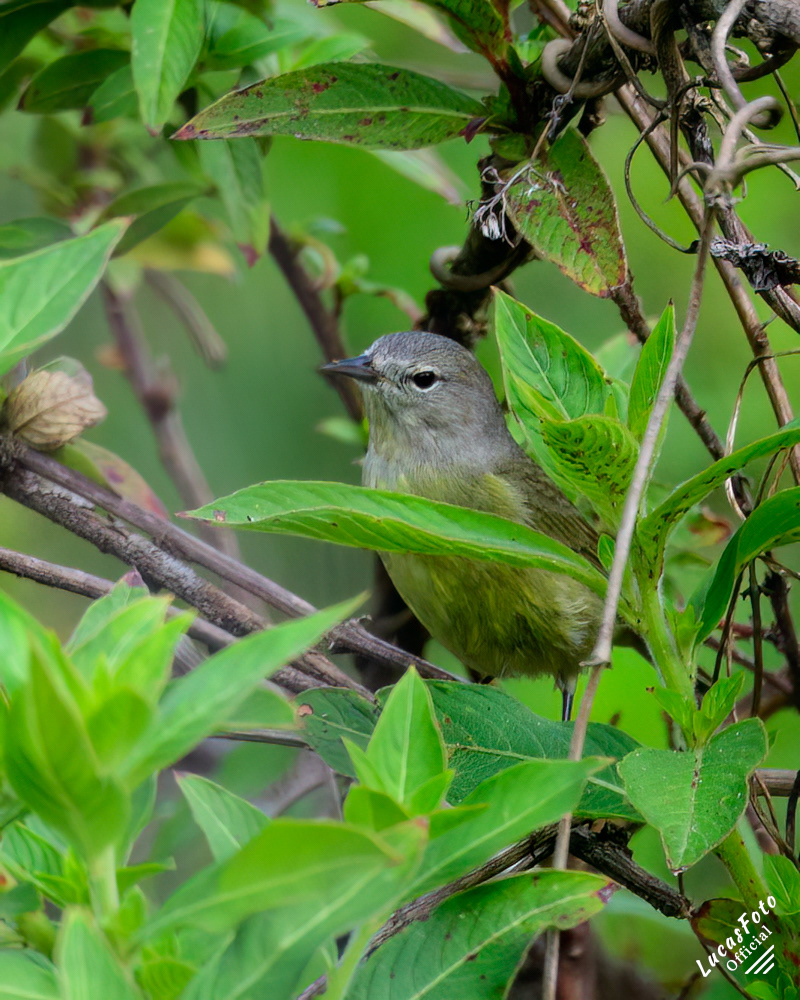Orange-crowned Warbler