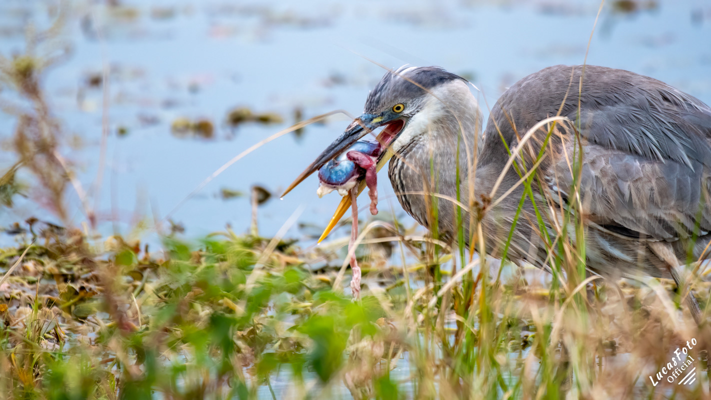 Great Blue Heron