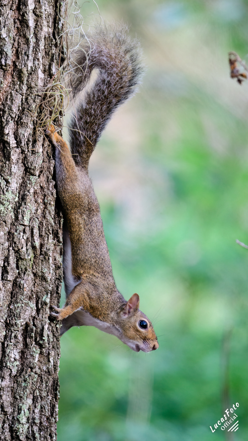 Gray squirrel
