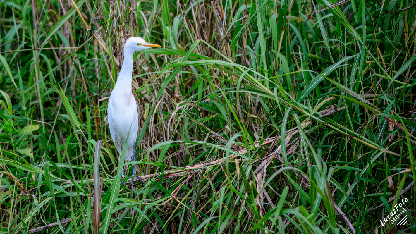 Cattle Egret