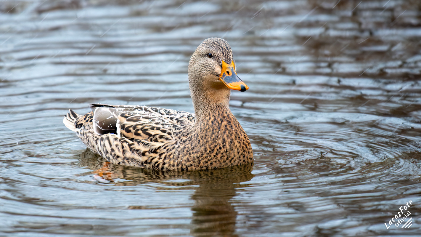 Mallard Duck