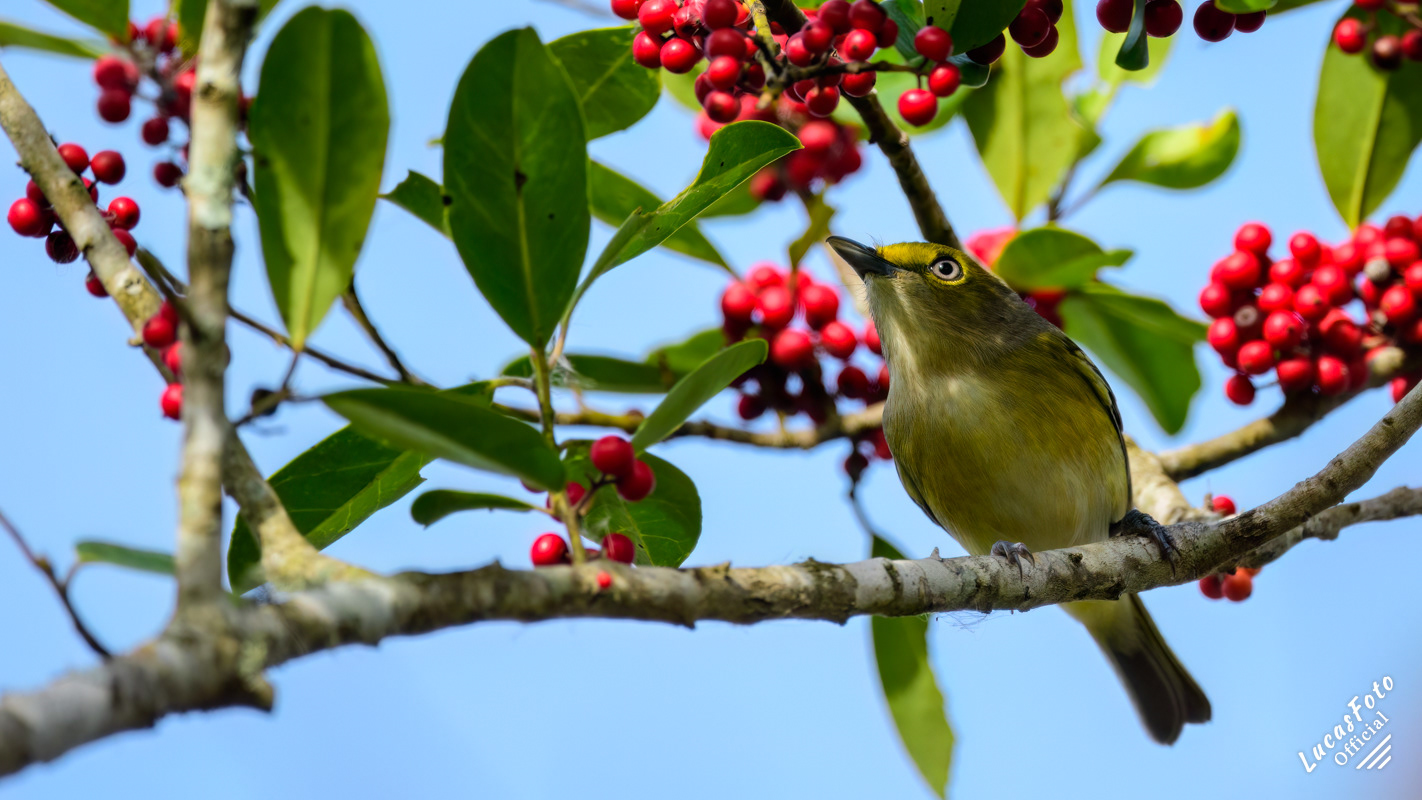 White-eyed Vireo