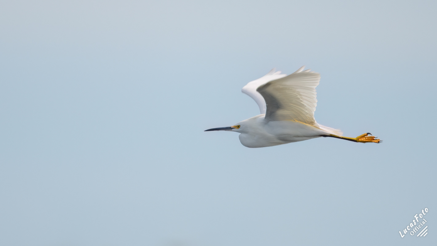 Snowy Egret