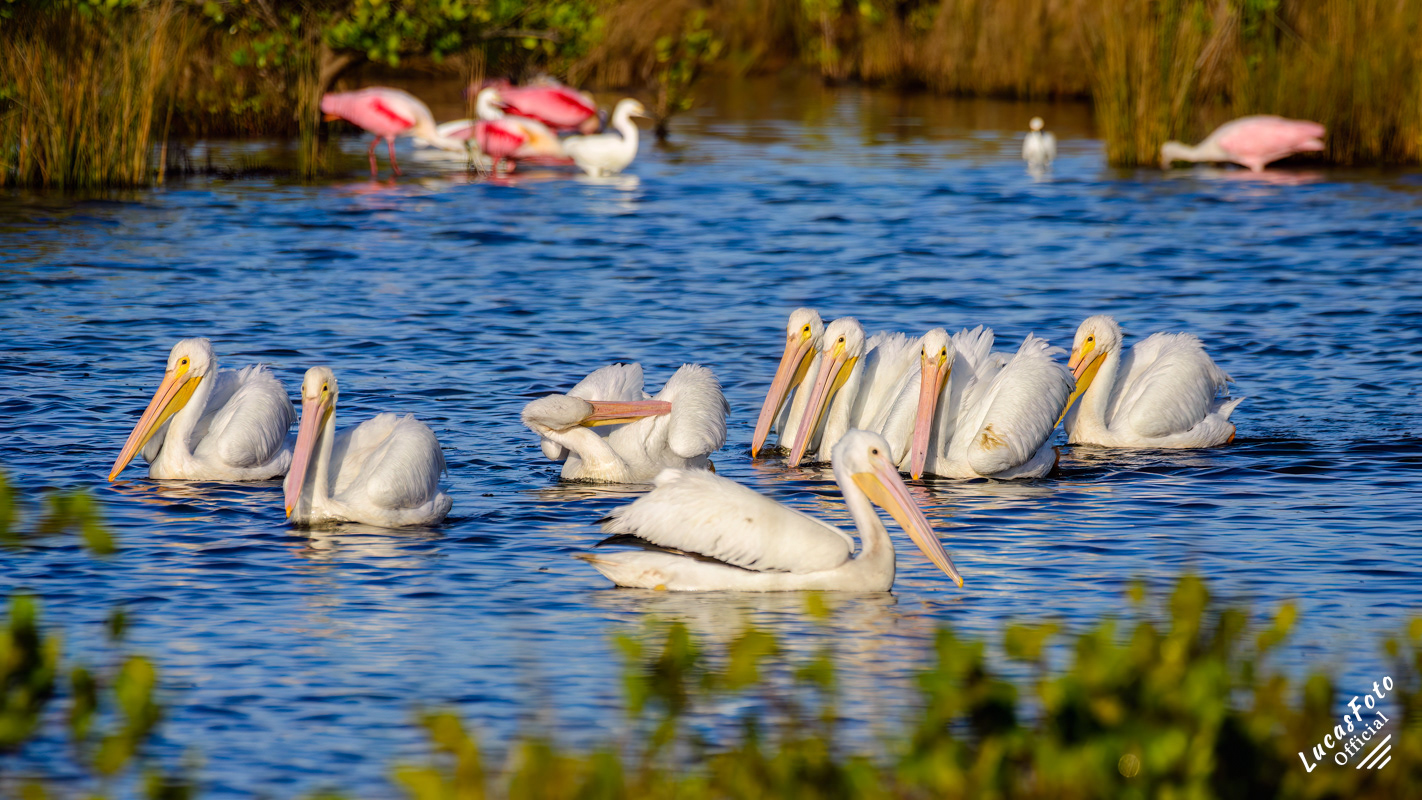 American White Pelican