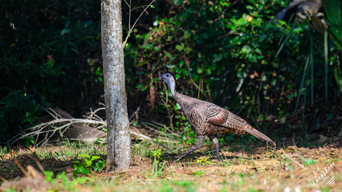Eastern Wild Turkey