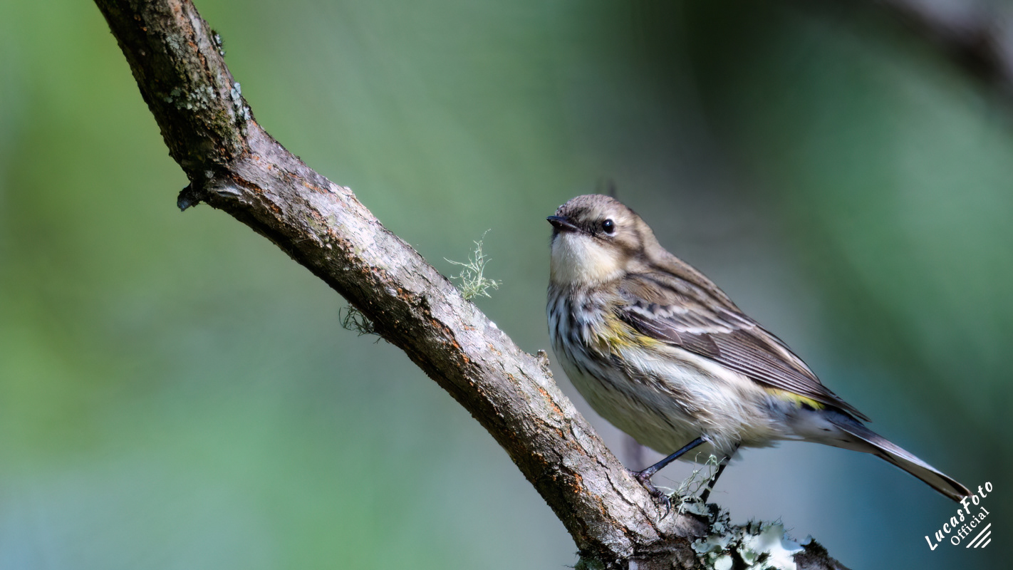 Yellow-rumped Warbler