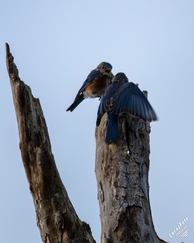 Eastern Bluebird