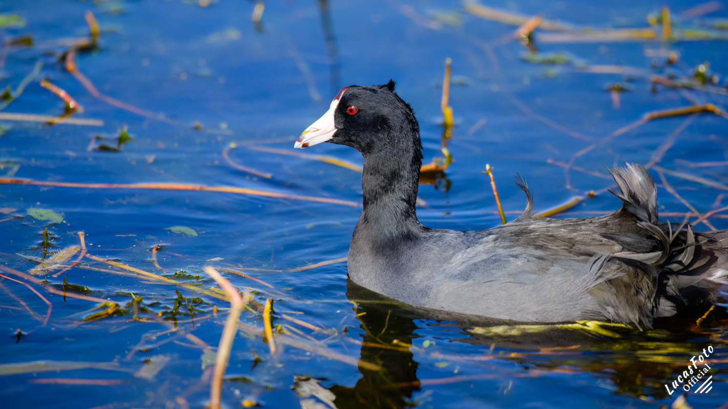 American Coot