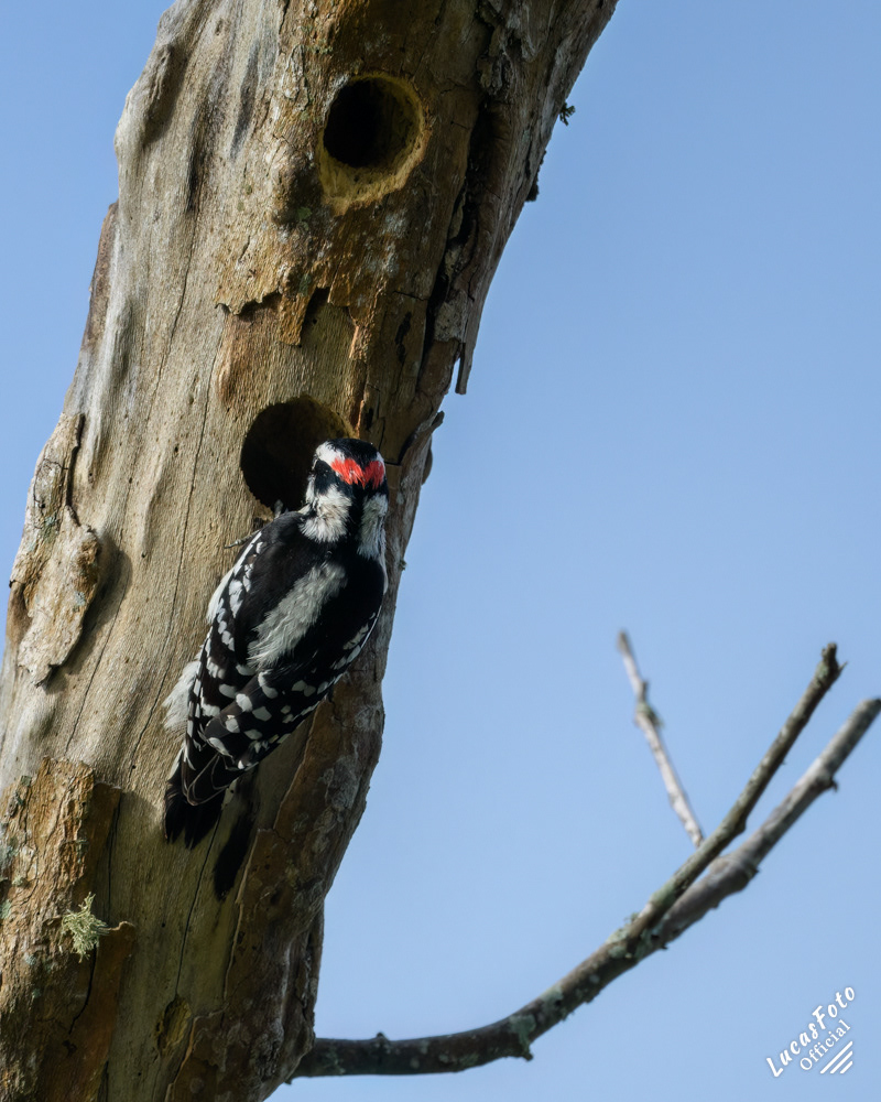 Downy Woodpecker