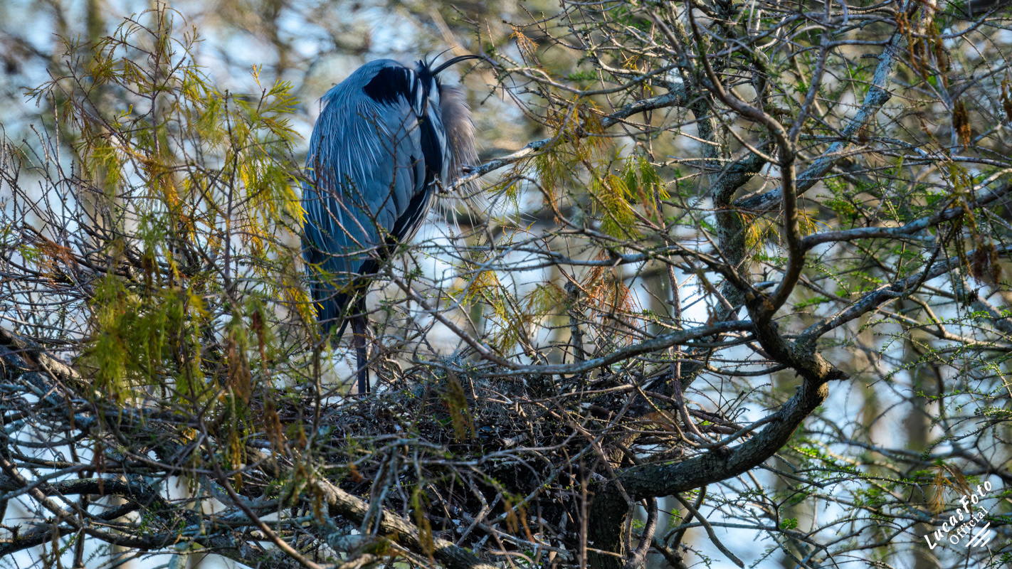 Great Blue Heron