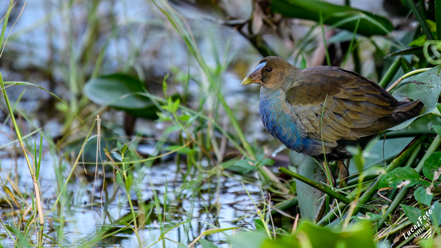 Purple Gallinule