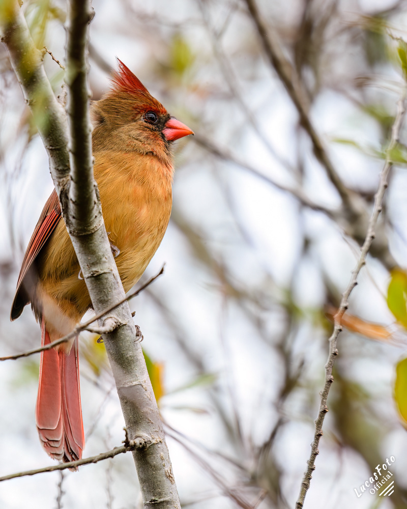 Northern Cardinal