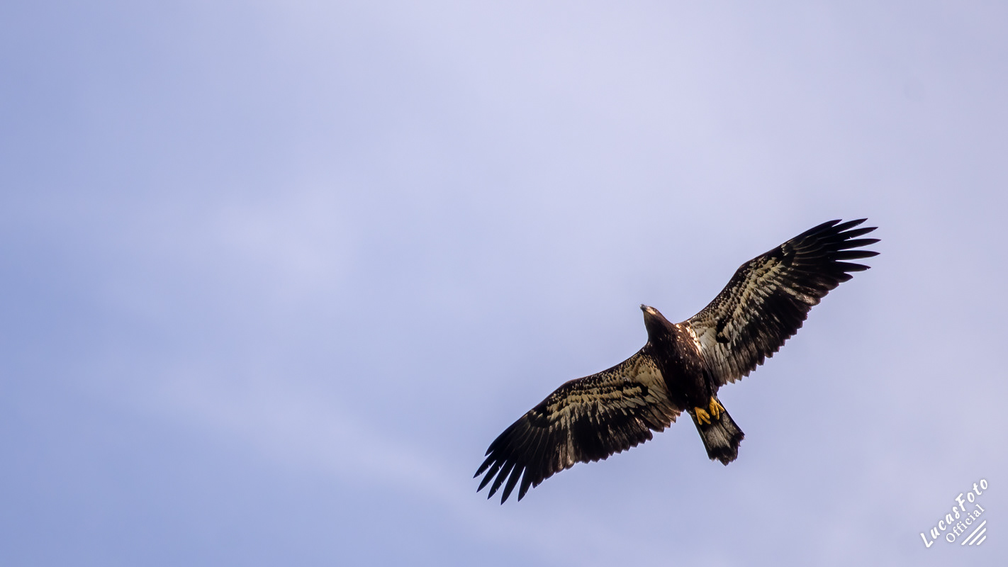 Juvenile Bald Eagle