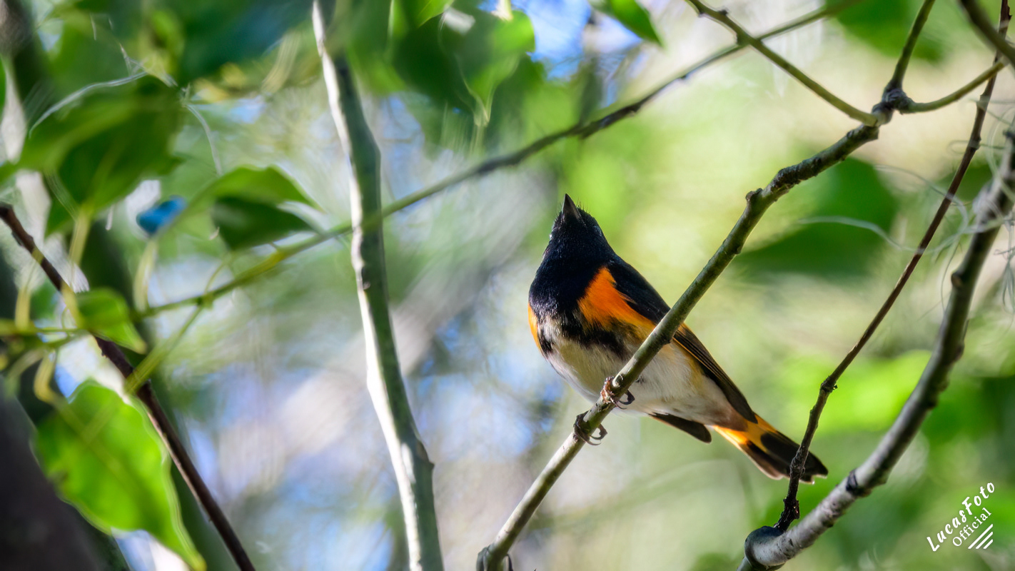 American Redstart