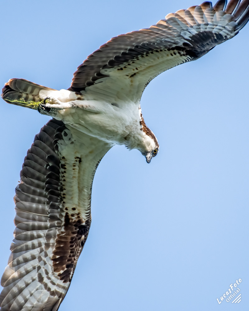 Osprey