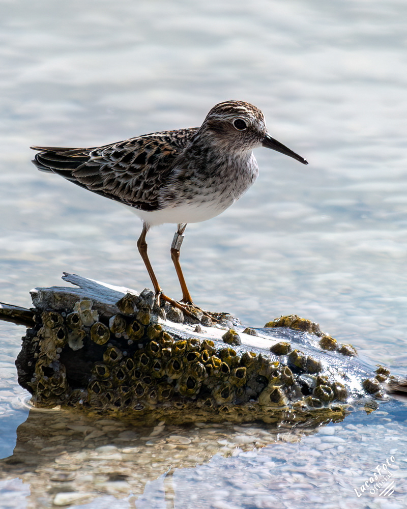 Least Sandpiper