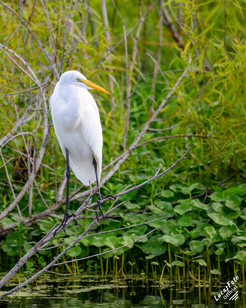 Great Egret