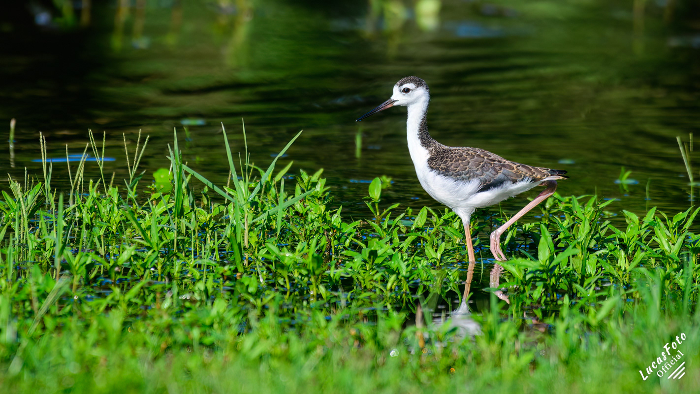 Black-necked Stilt