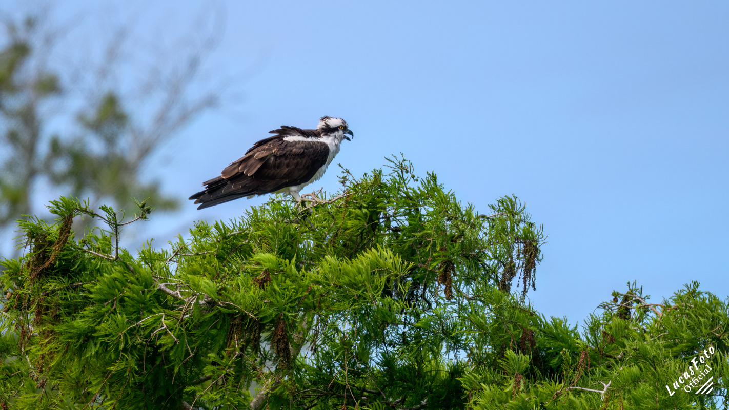 Osprey