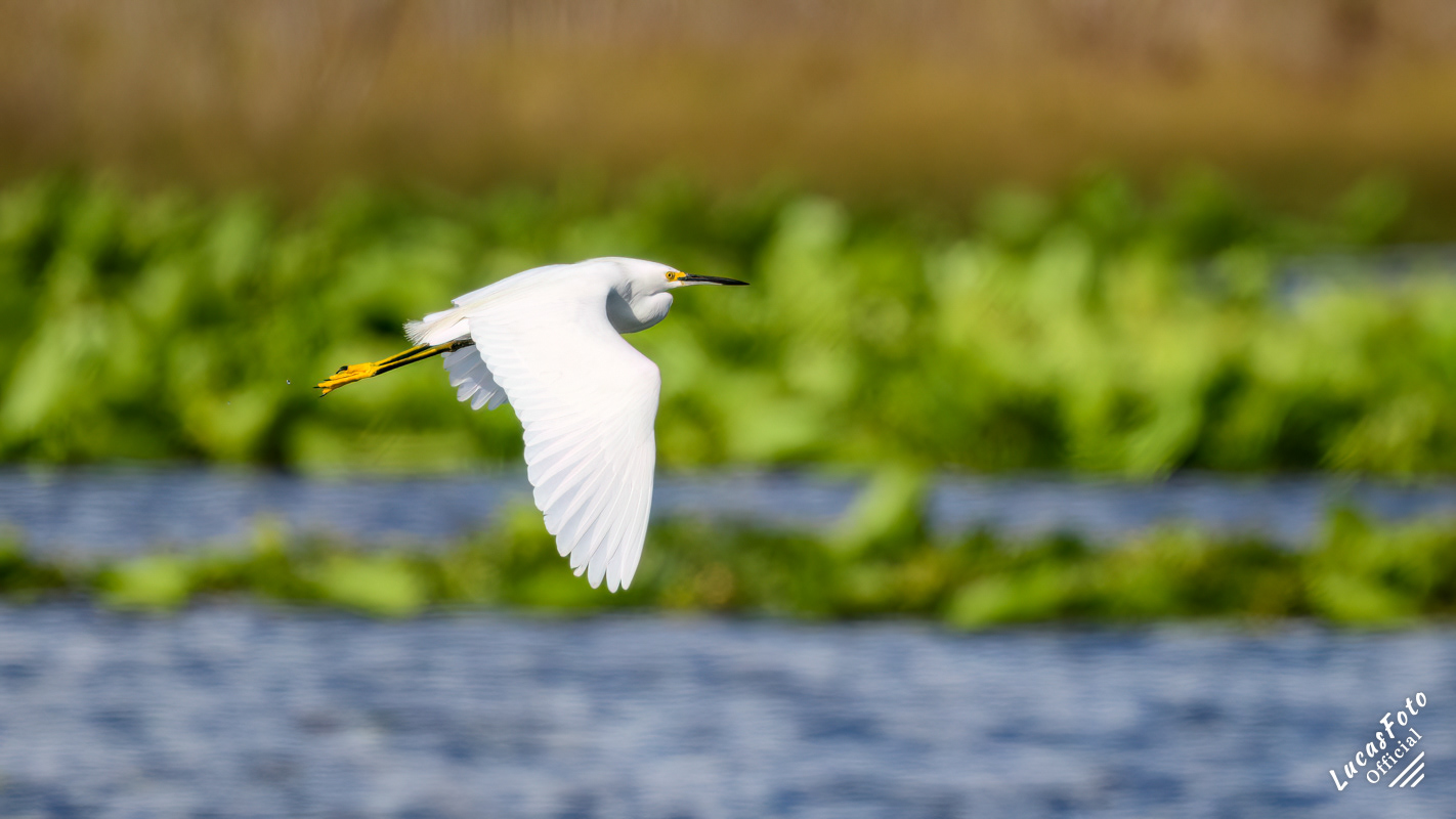 Snowy Egret