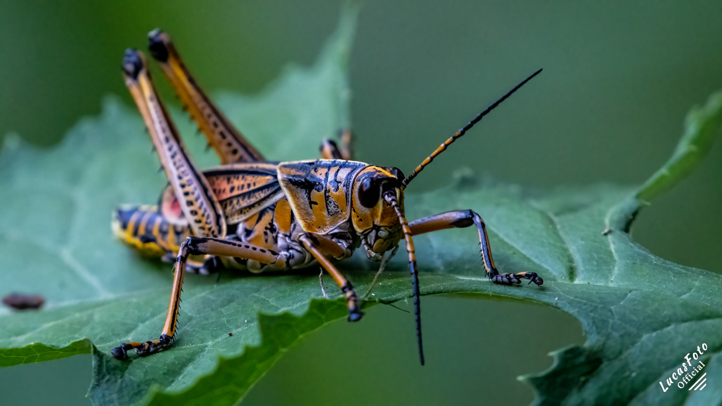 Lubber Grasshopper