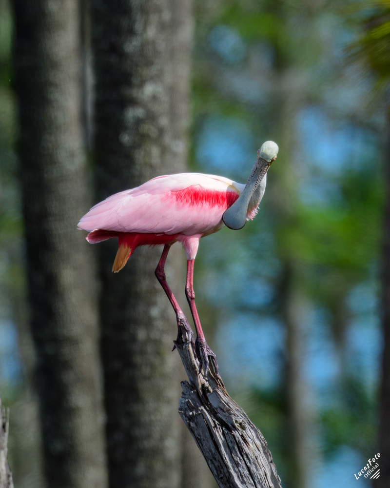Roseate Spoonbill
