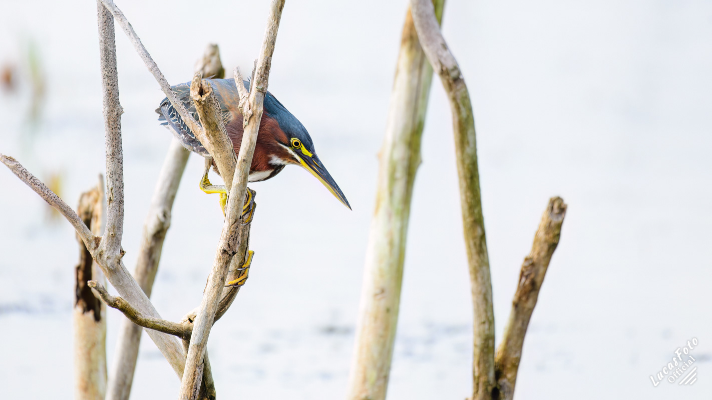 Green Heron