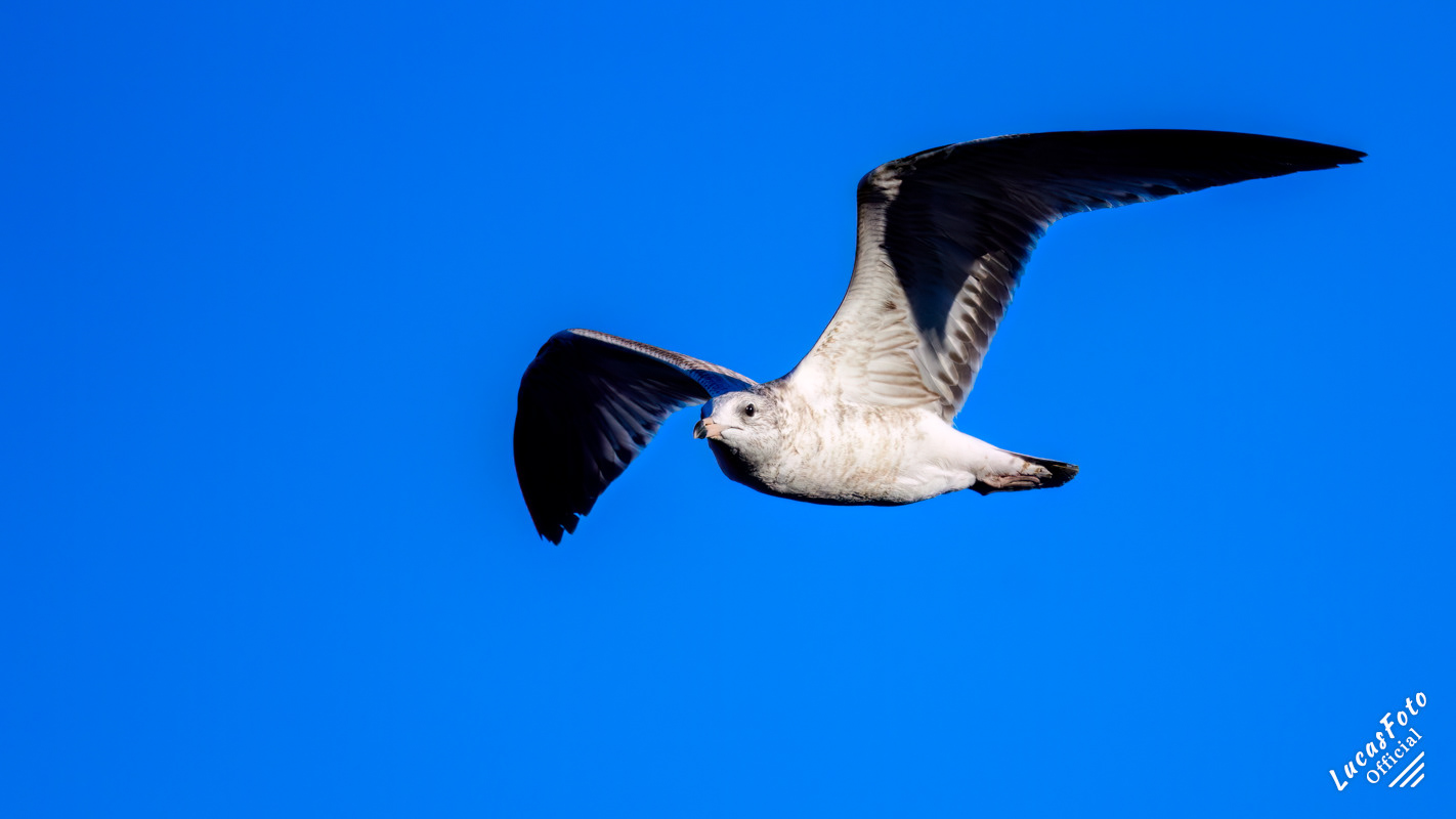 Ring-billed Gull