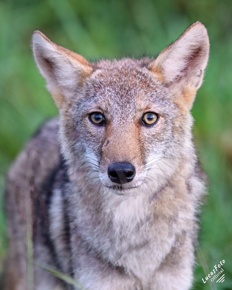 Coyote