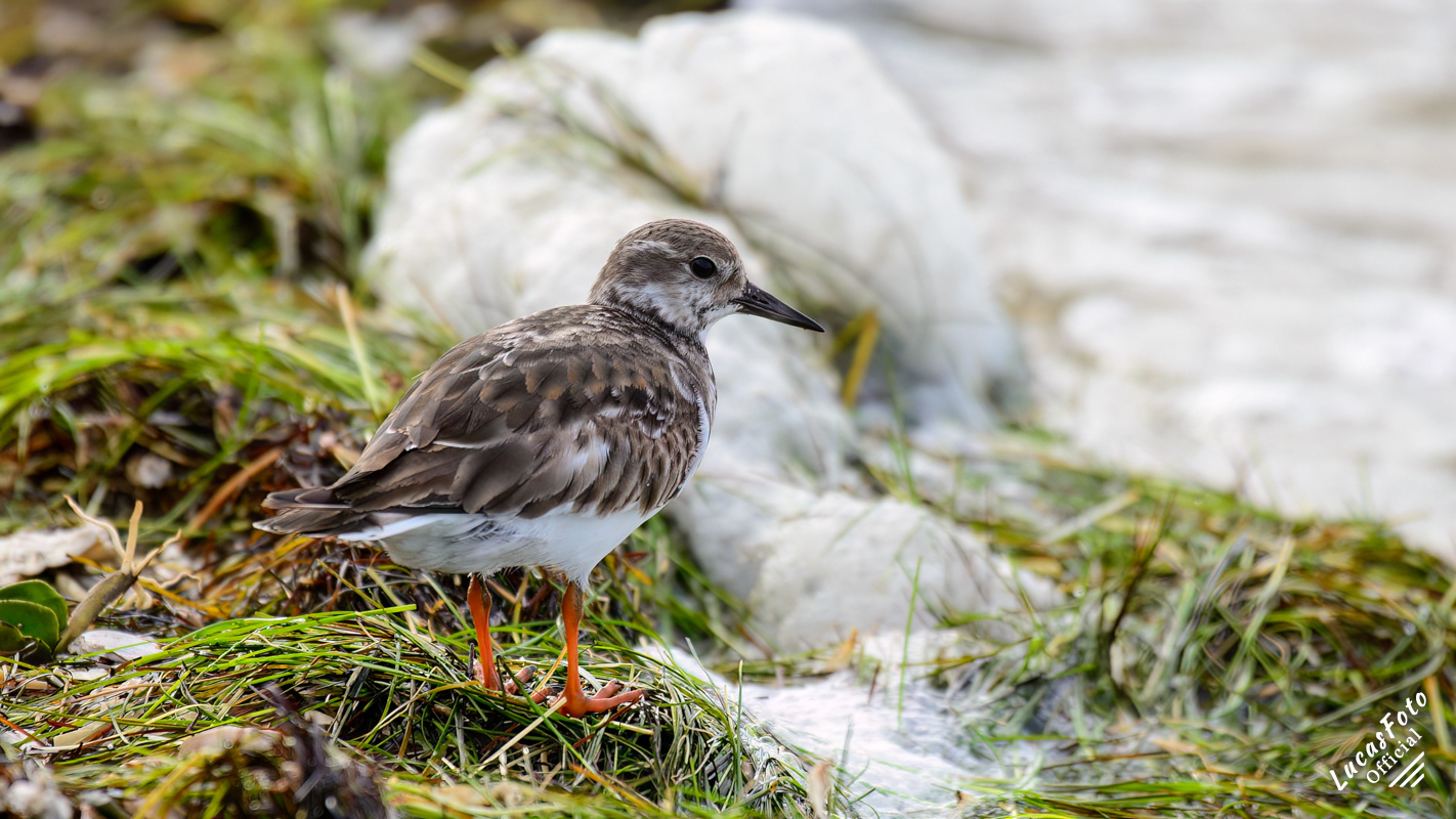 Ruddy Turnstone