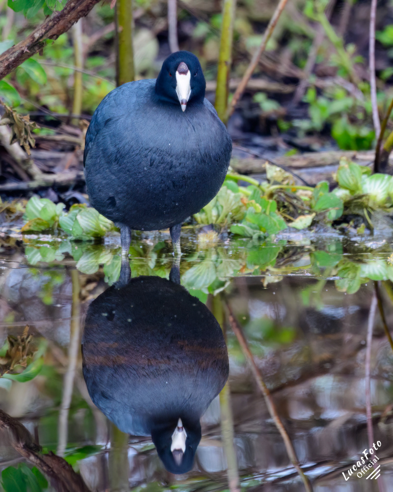 American Coot