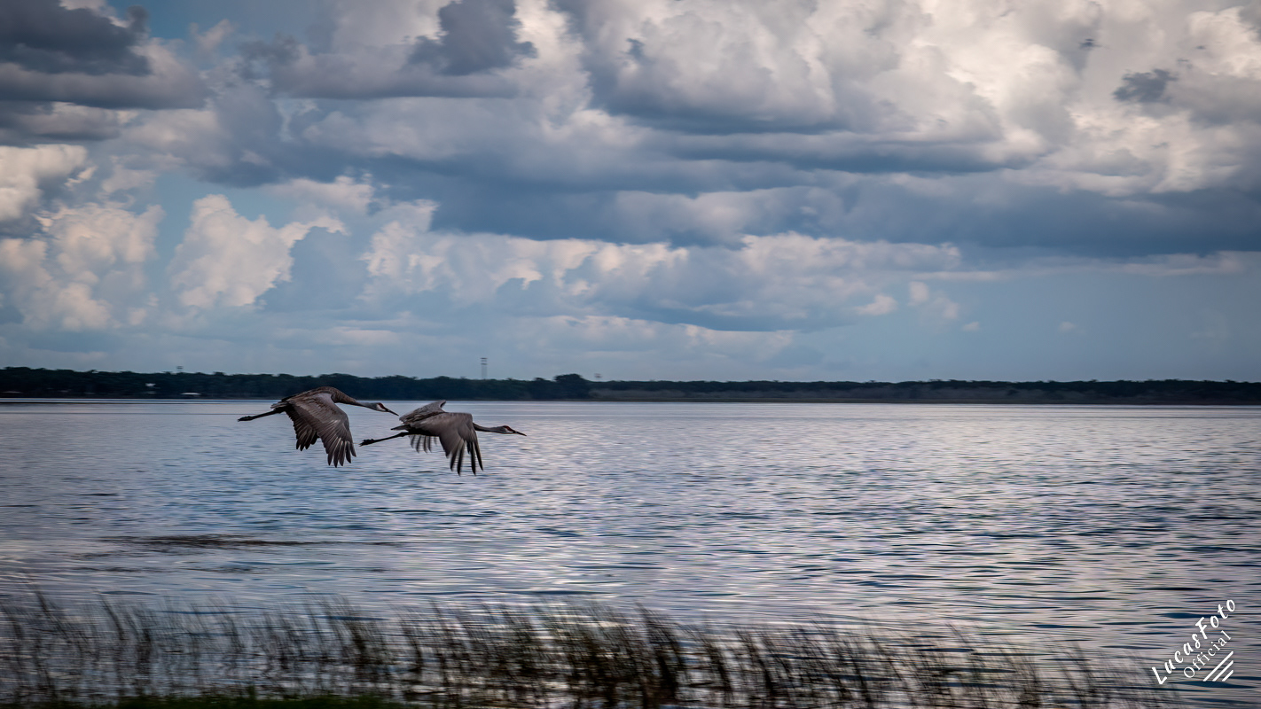 Sandhill Crane