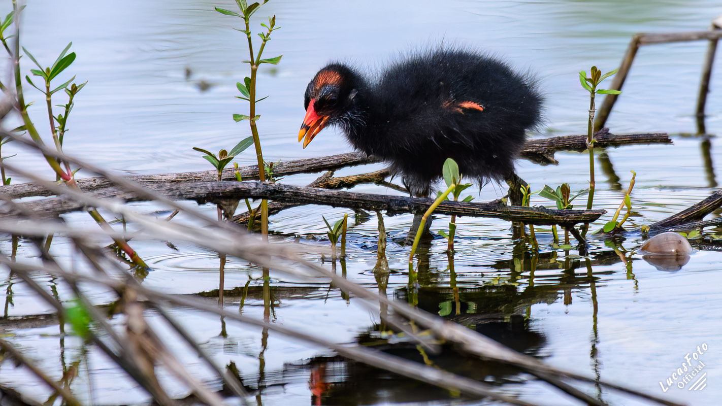 Common Gallinule