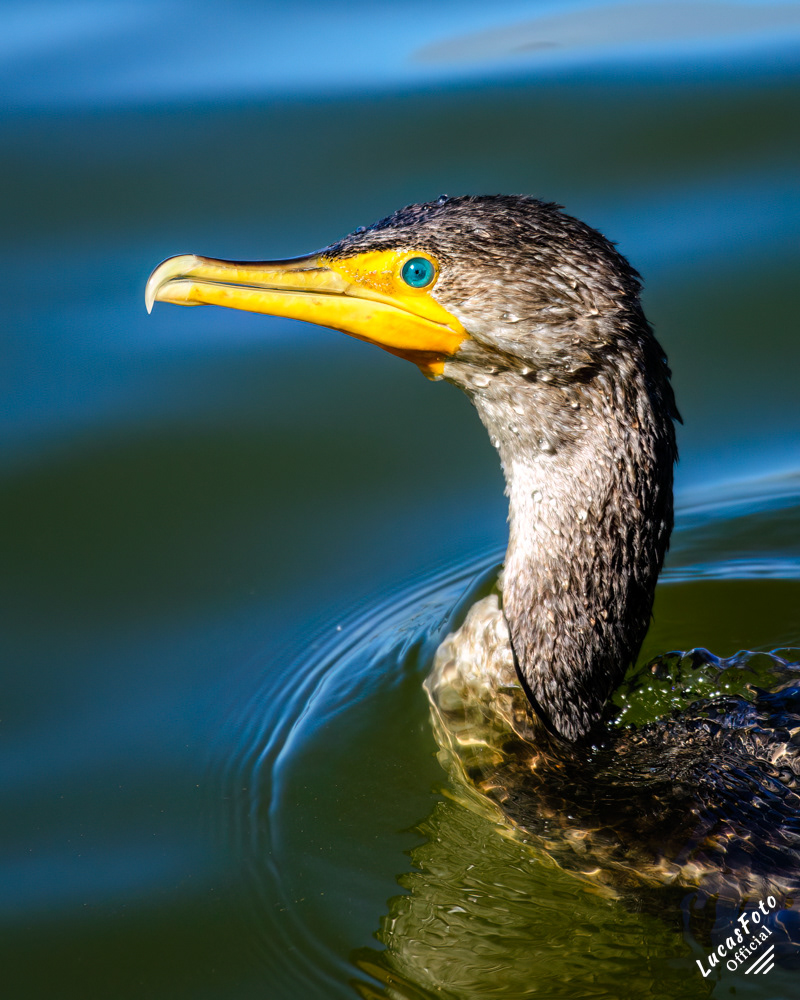 Double-crested Cormorant