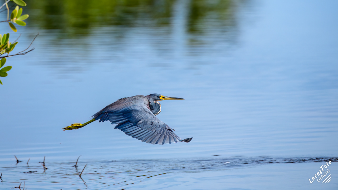 Tricolored Heron