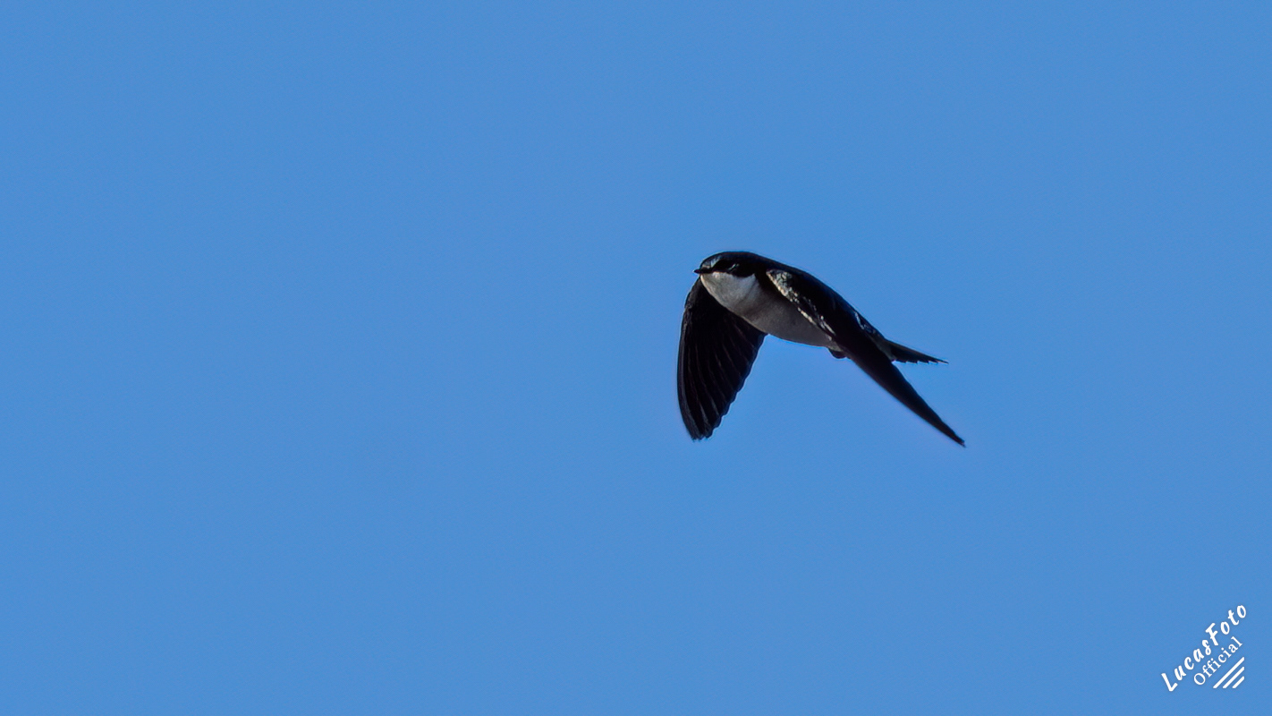 Tree Swallow