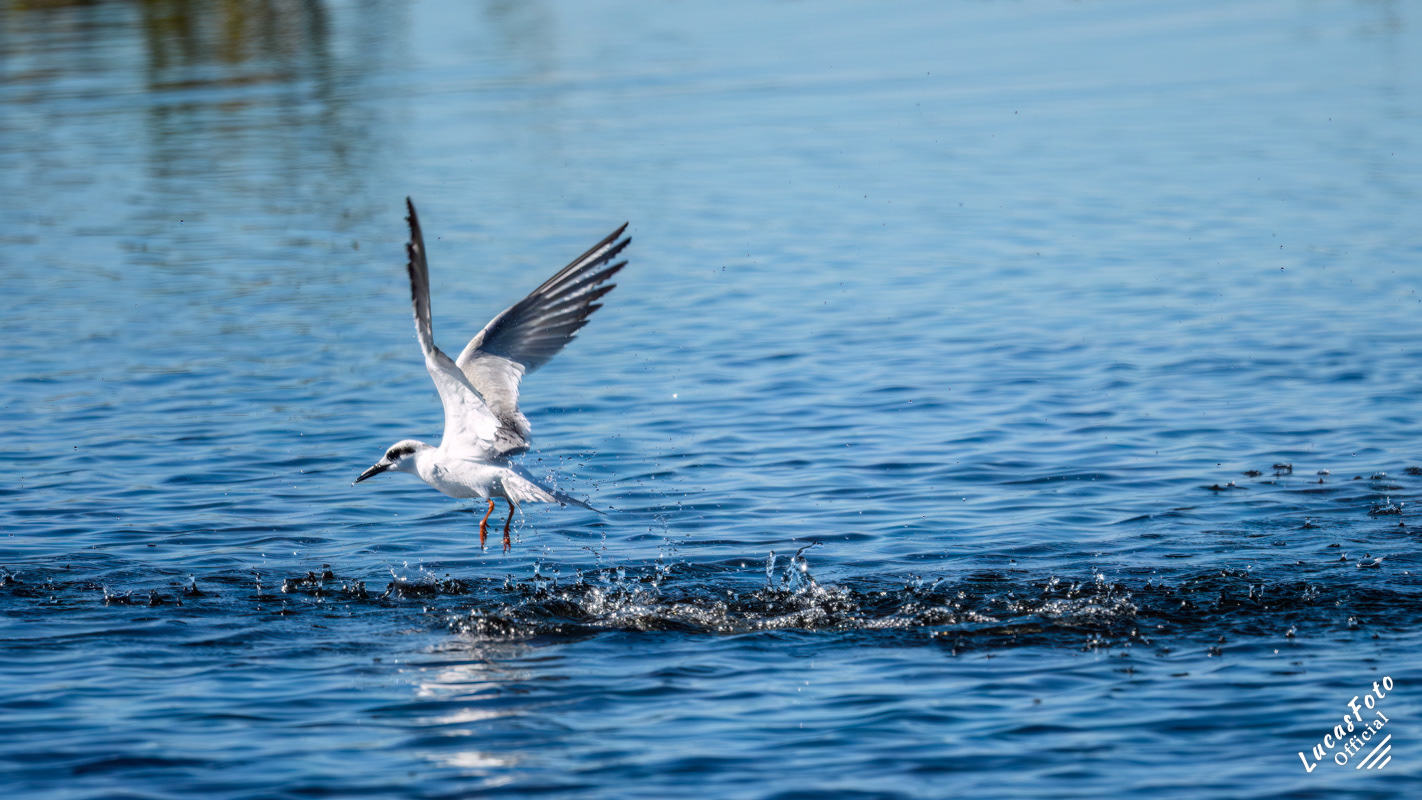 Forster's Tern