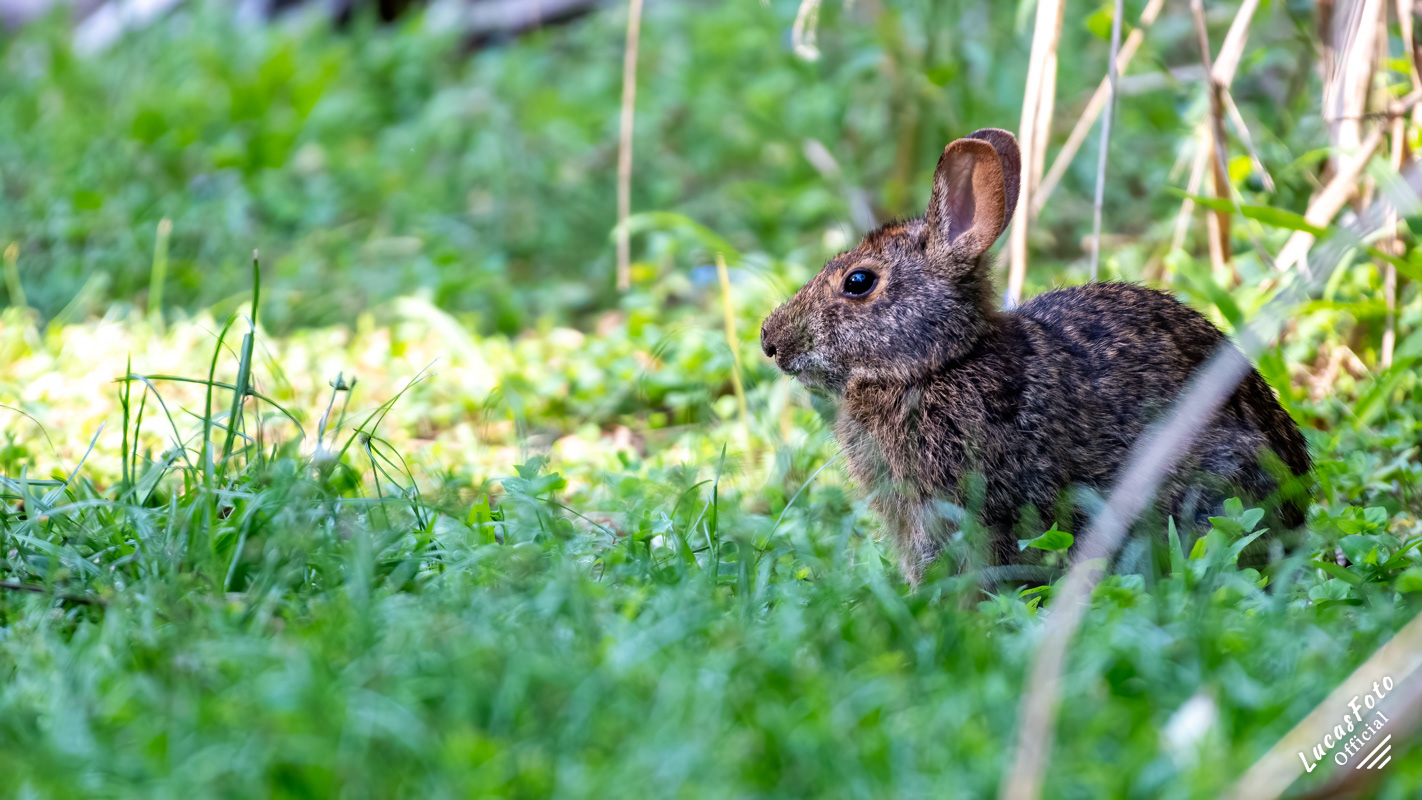 Marsh Rabbit