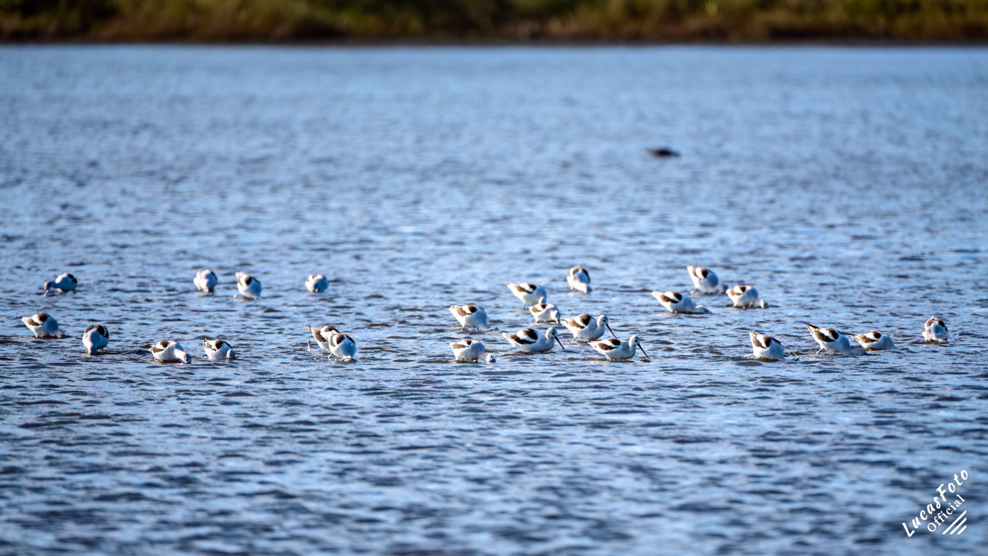 American Avocet