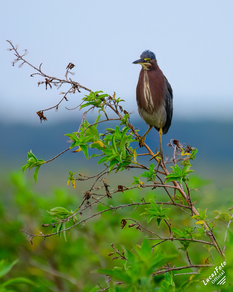 Green Heron