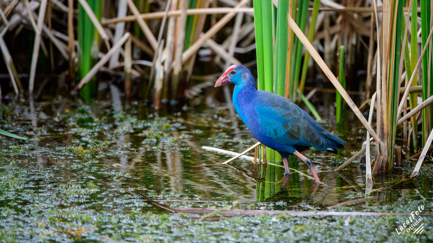 Gray-headed Swamphen