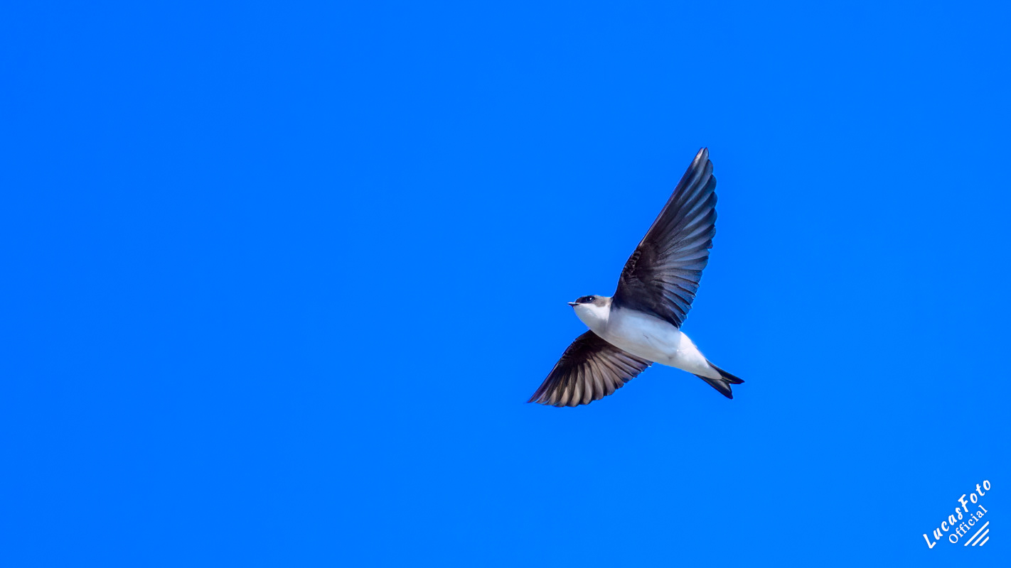 Tree Swallow
