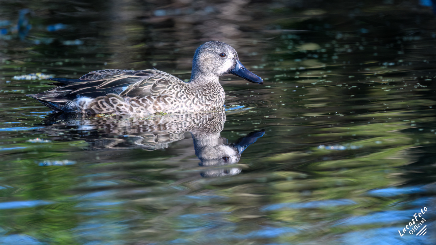 Blue-winged Teal
