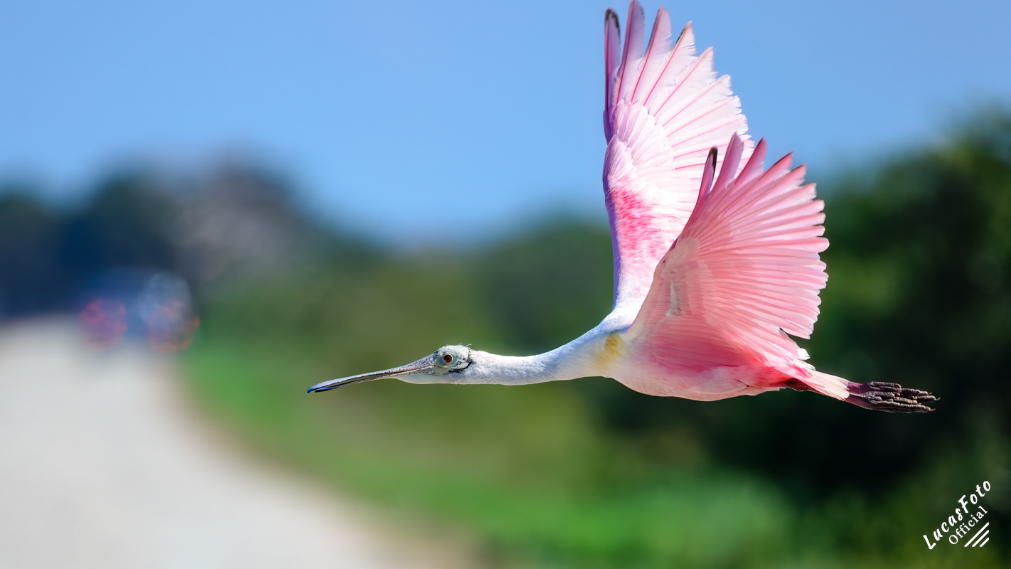 Roseate Spoonbill
