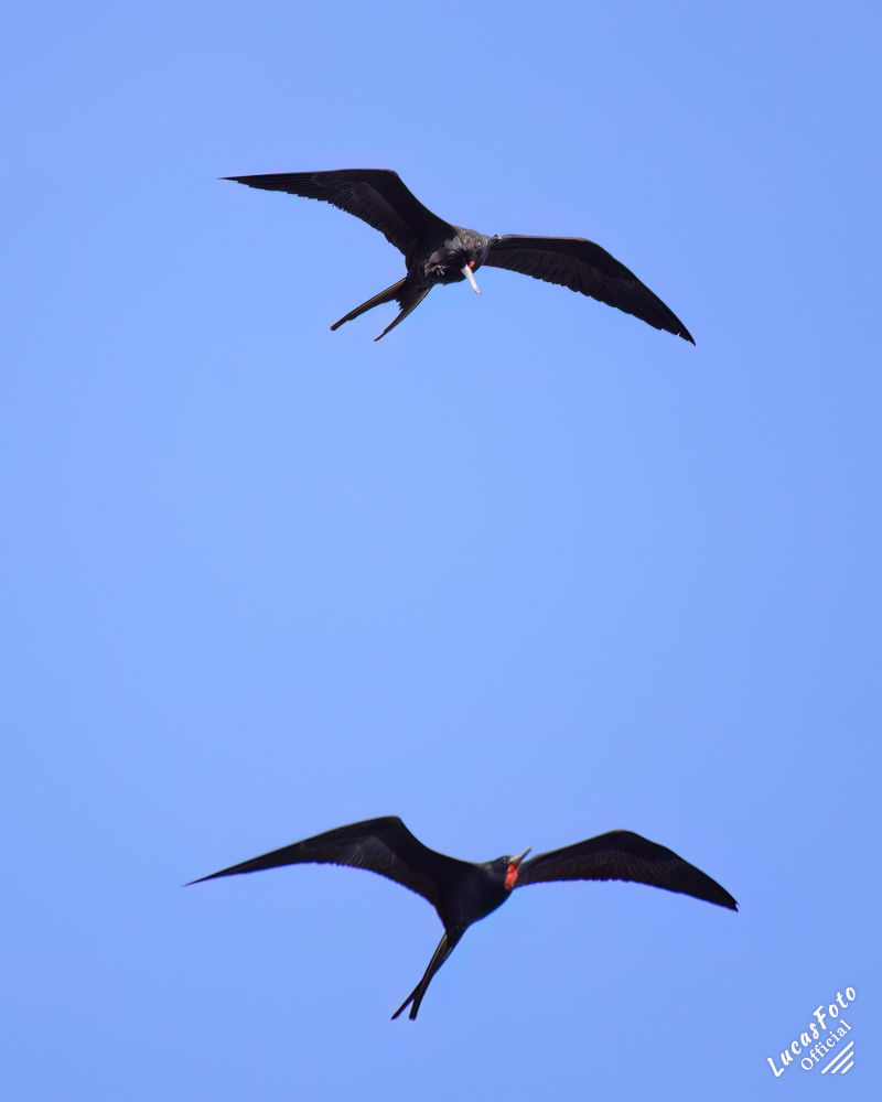 Magnificent Frigatebird