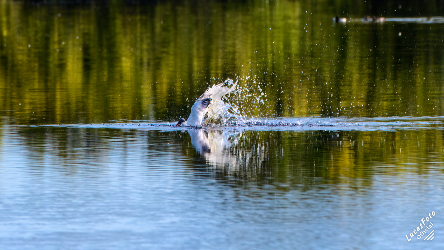 Caspian Tern